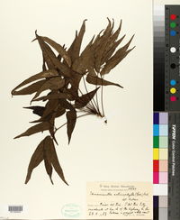 Ekmanianthe actinophylla image