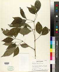Parmentiera macrophylla image