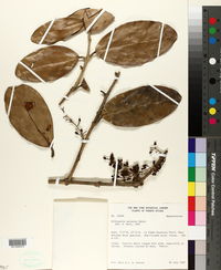 Image of Schlegelia paraensis