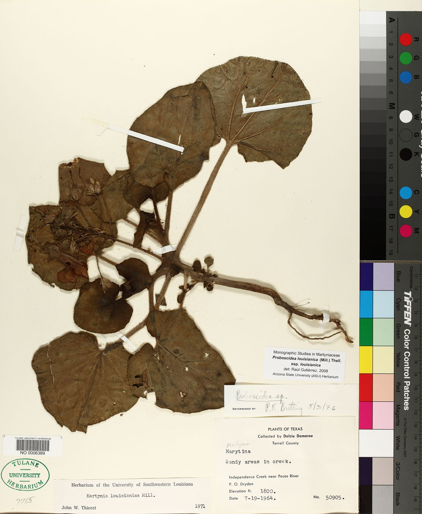 Proboscidea louisianica subsp. louisianica image