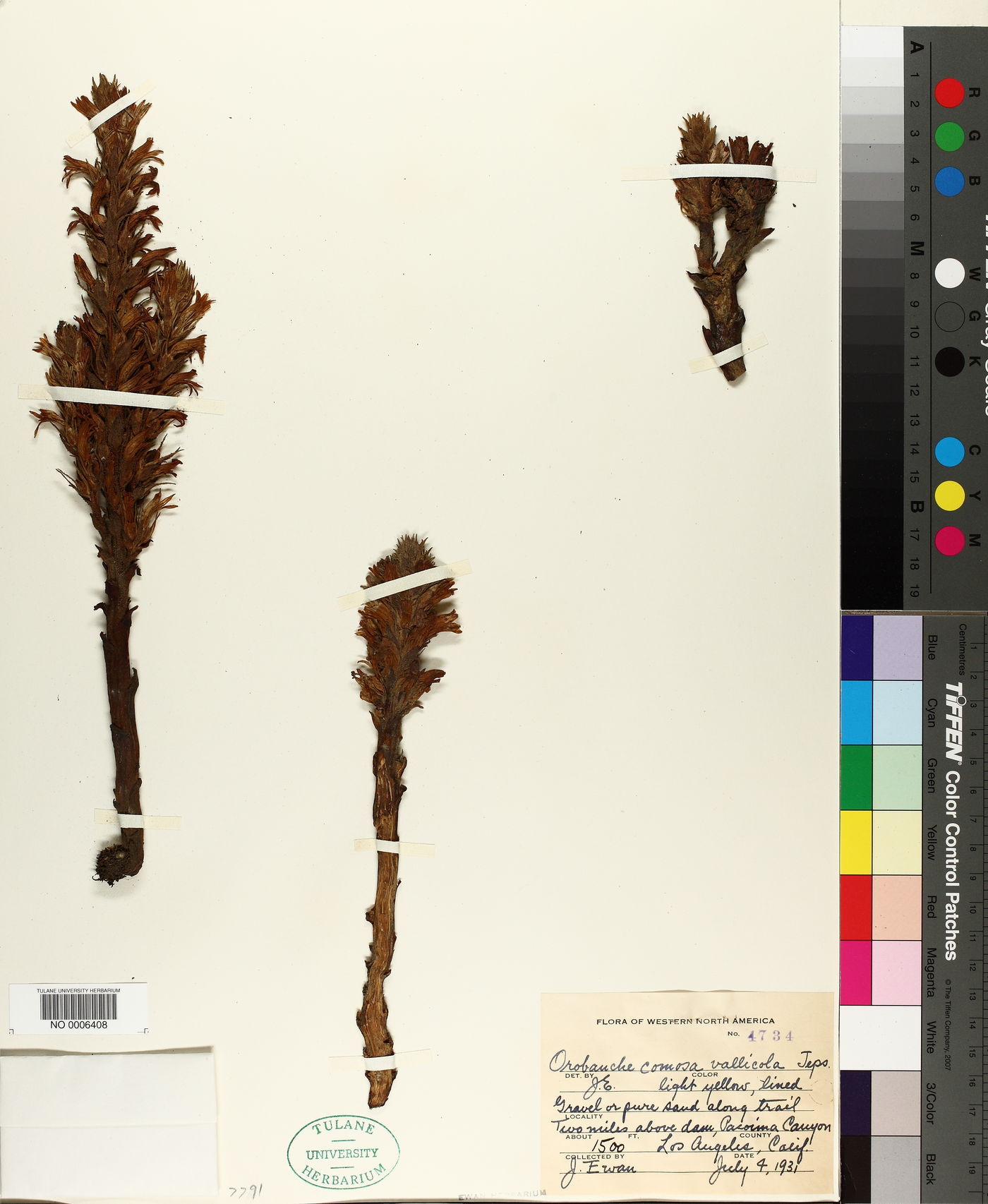 Aphyllon vallicolum image