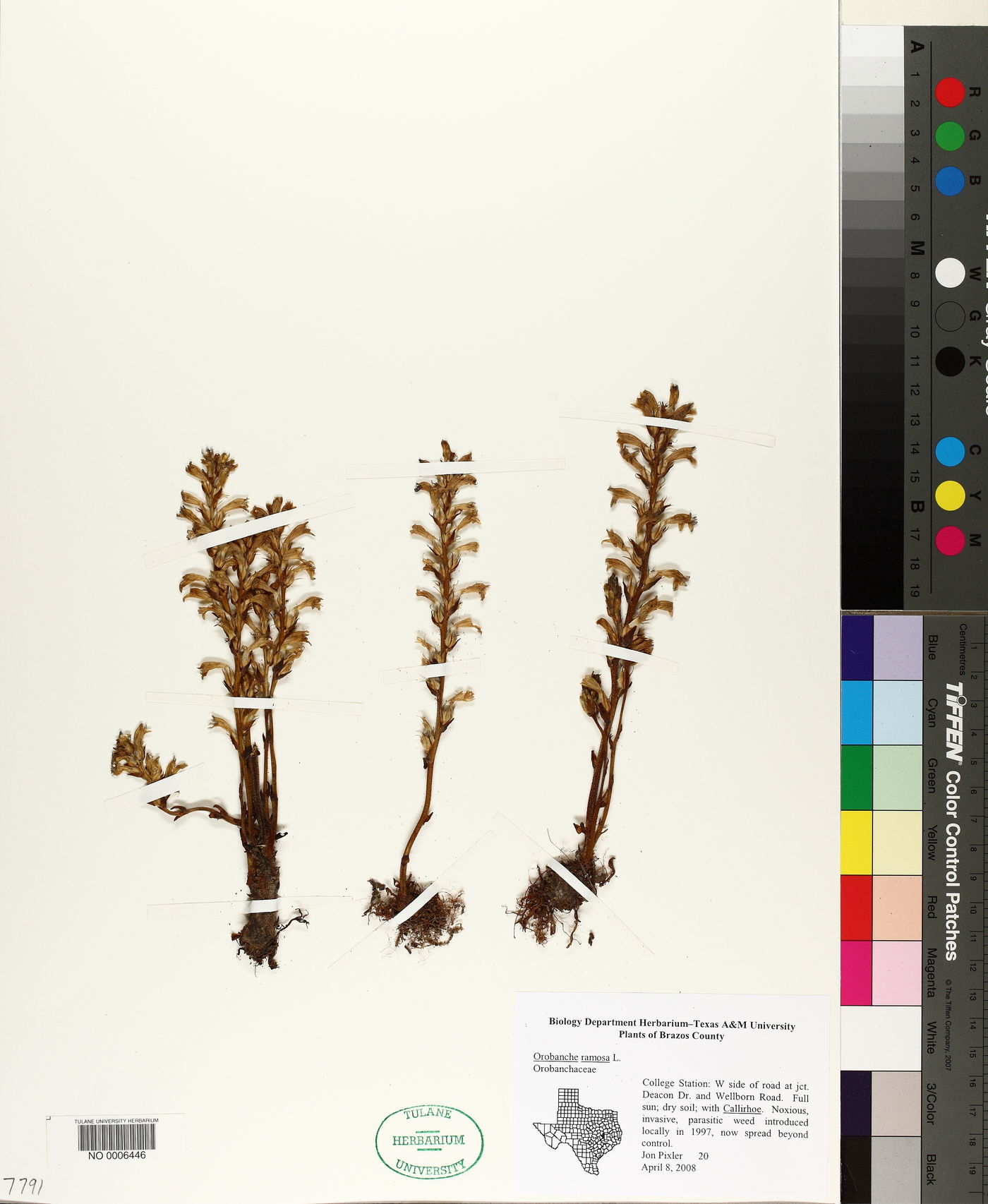 Phelipanche ramosa image