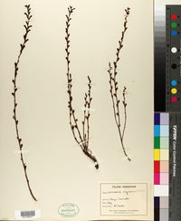 Image of Leptamnium virginianum