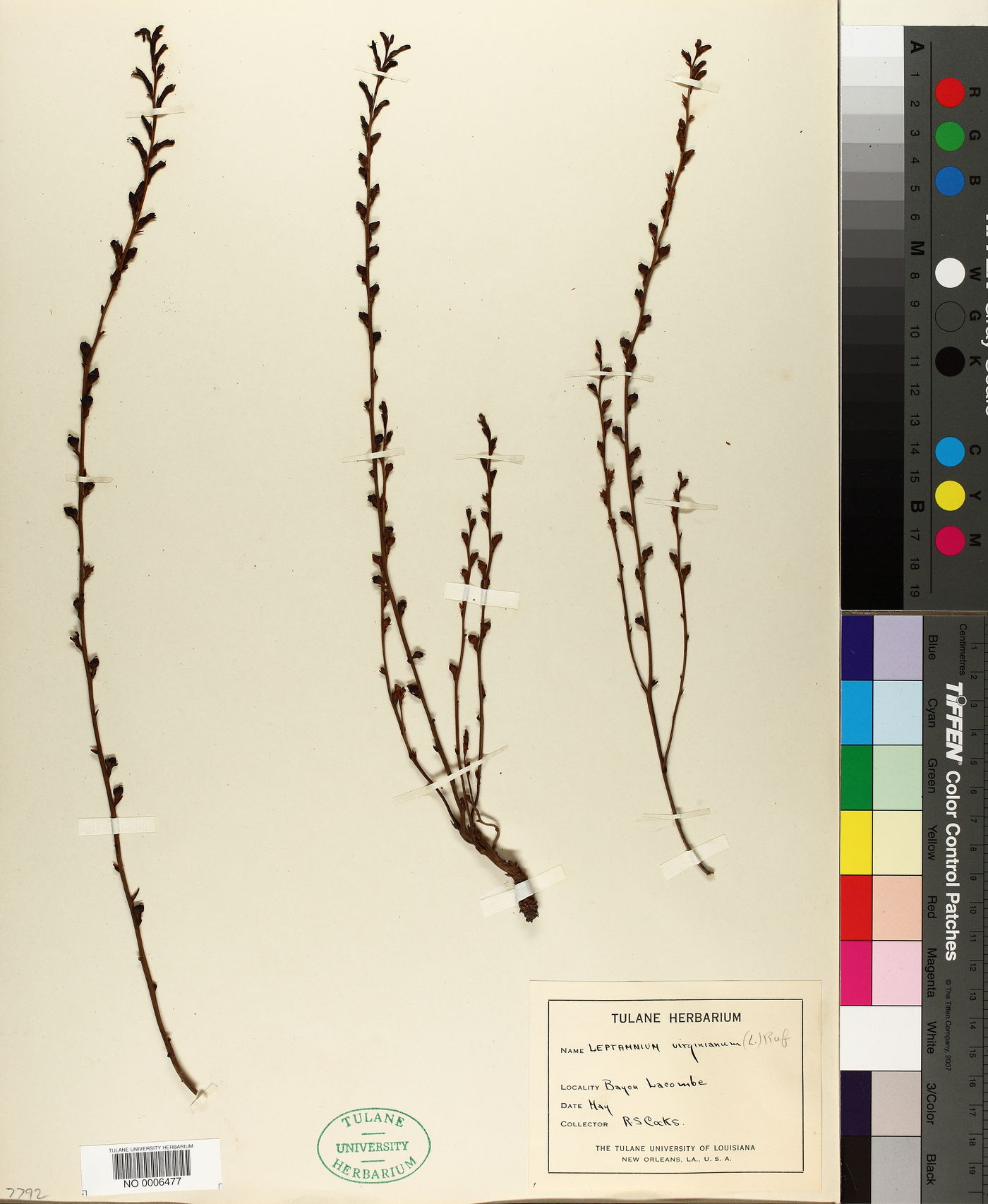 Leptamnium virginianum image
