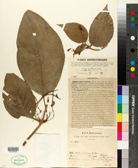 Chirita asperifolia image