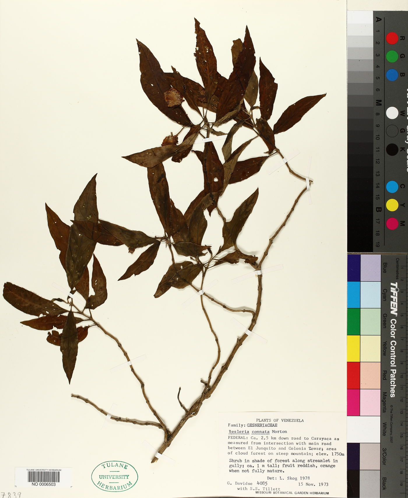 Besleria connata image