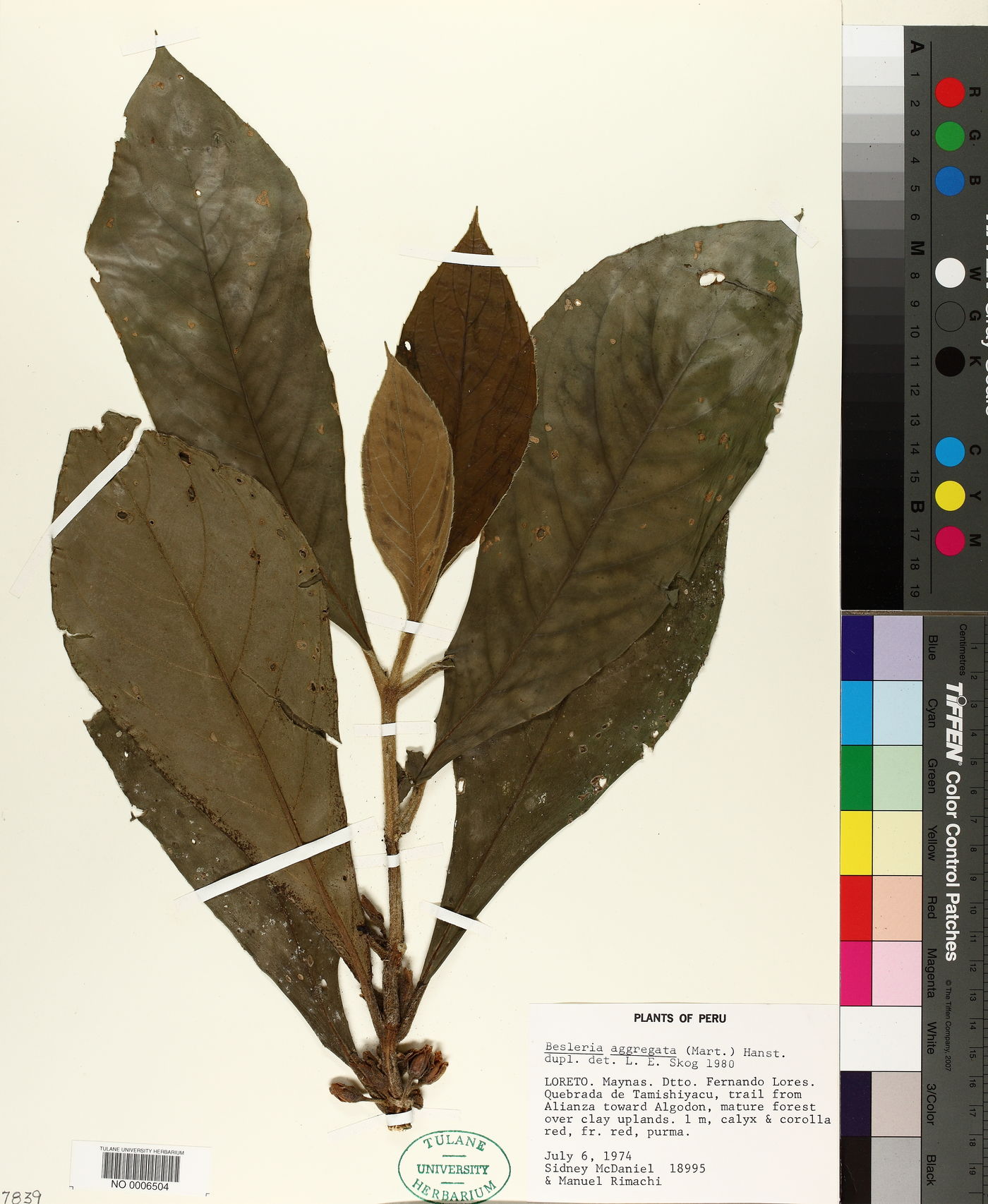 Besleria aggregata image