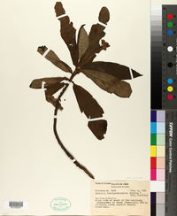 Besleria longipedunculata image