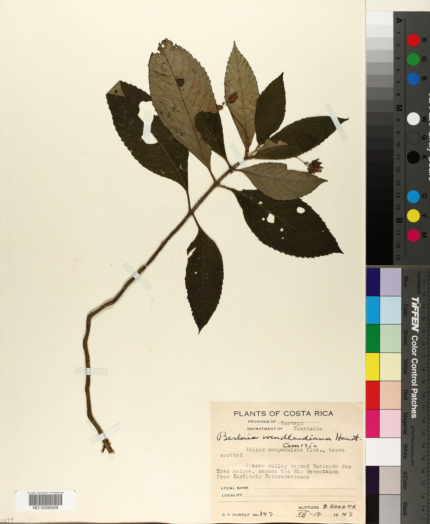 Gasteranthus wendlandianus image