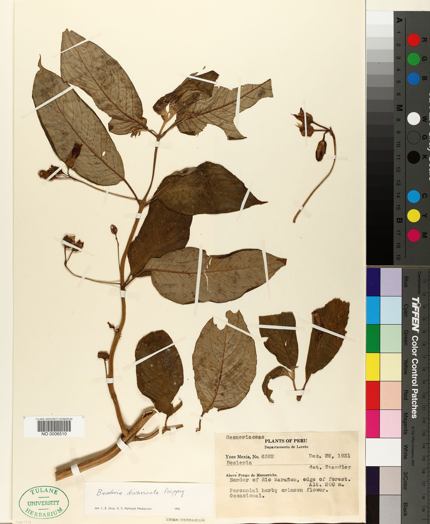 Besleria divaricata image
