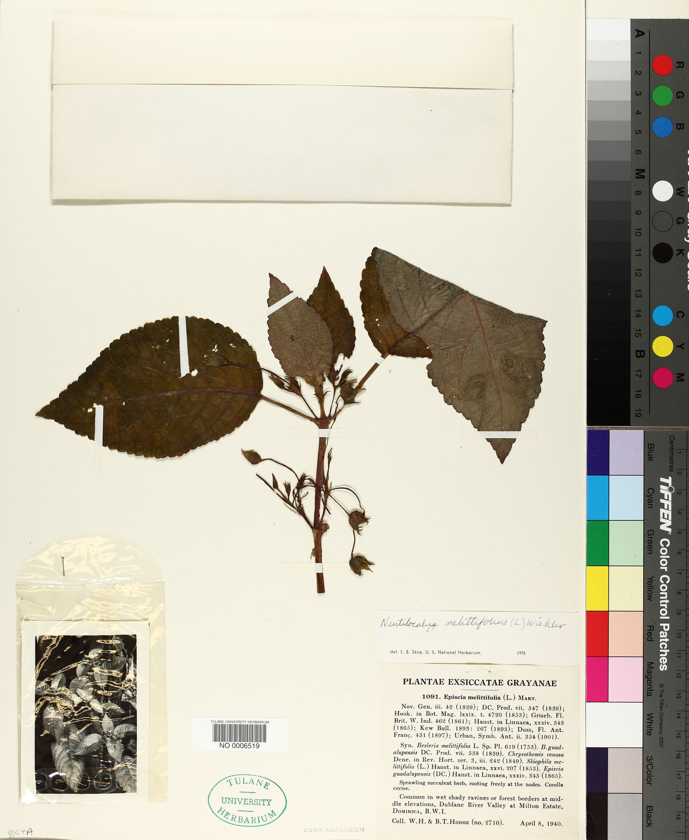 Nautilocalyx melittifolius image