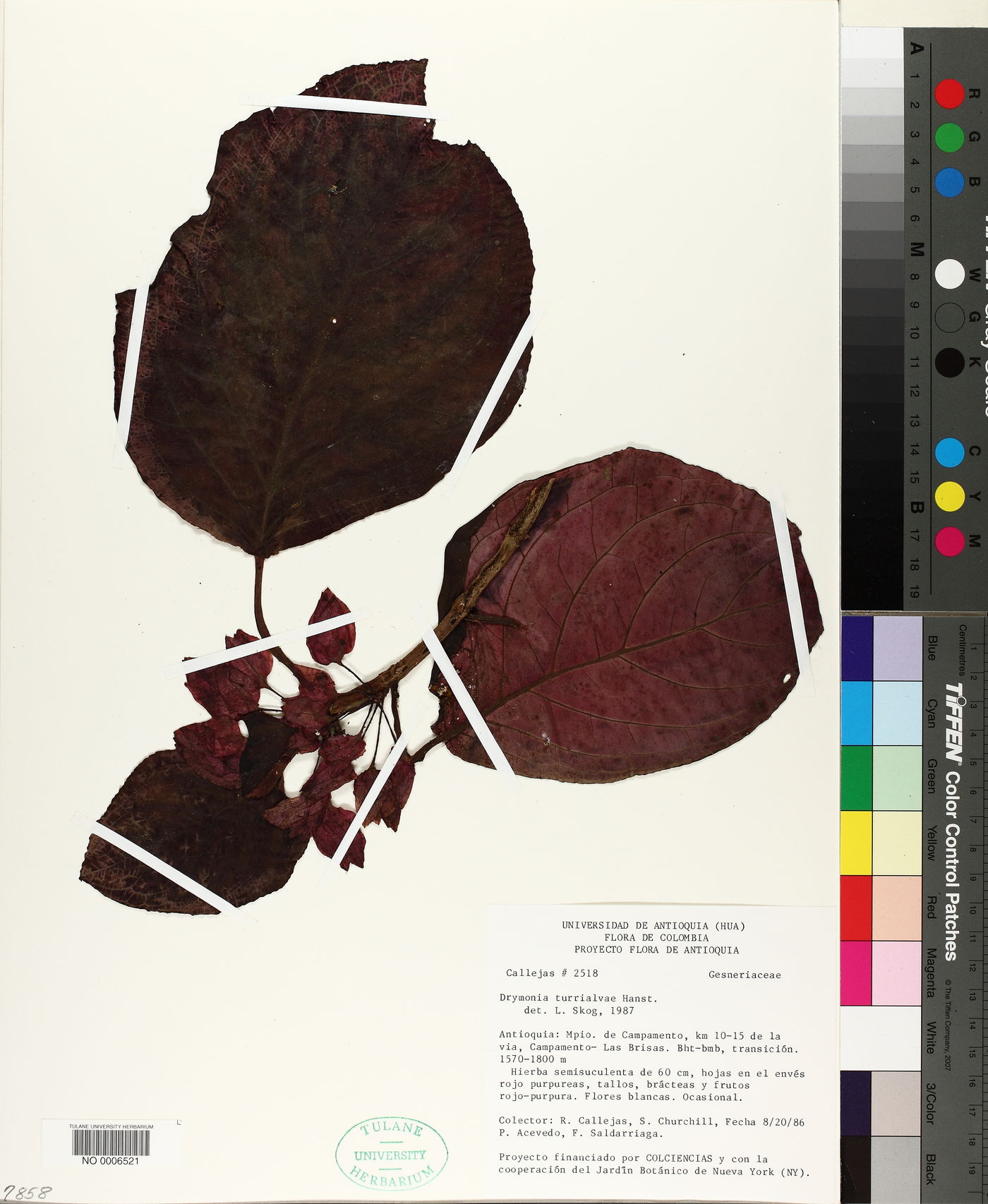 Drymonia turrialvae image