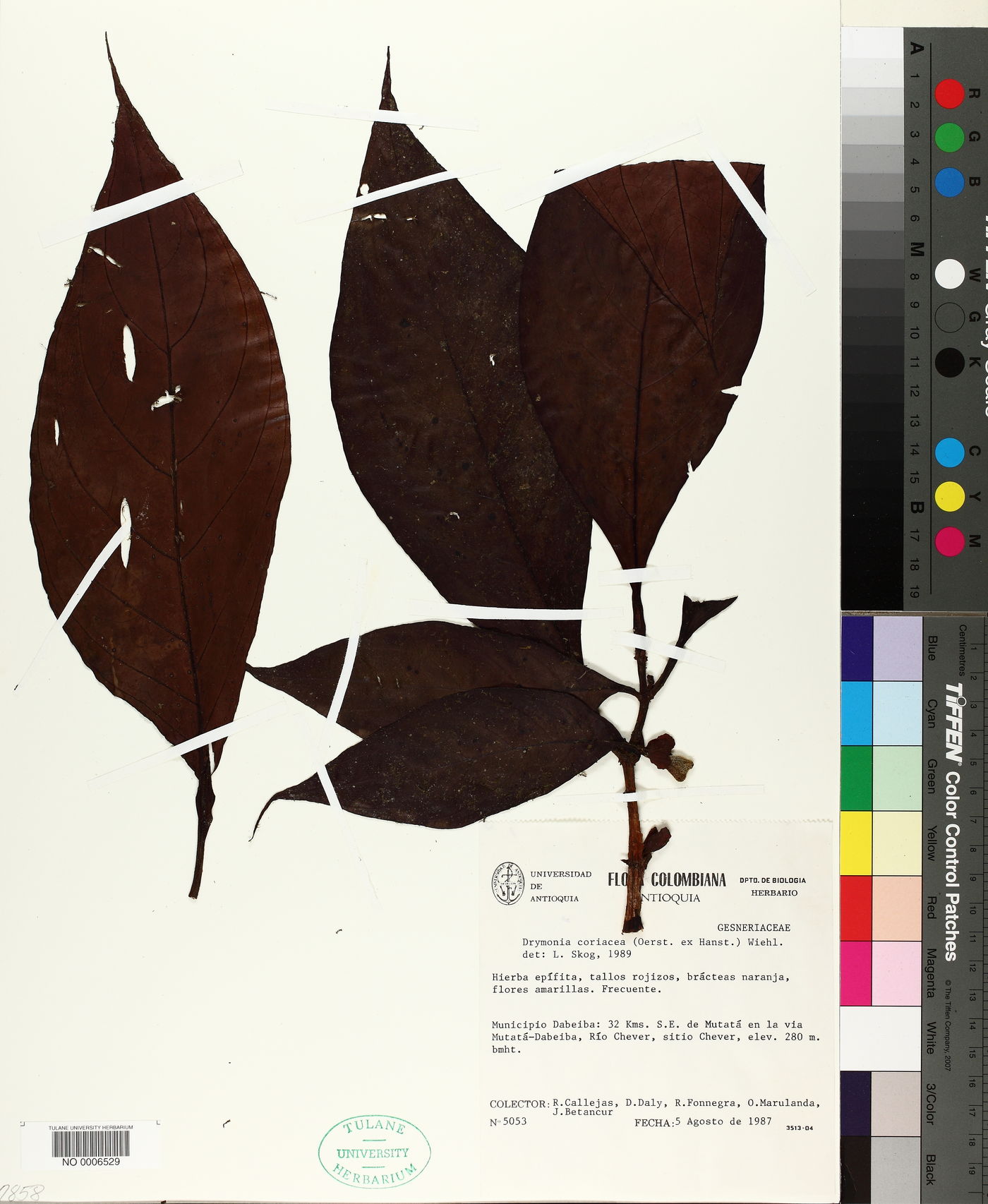 Drymonia coriacea image
