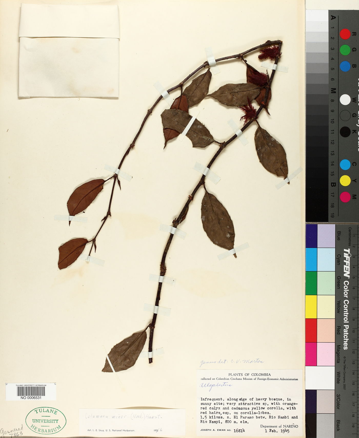 Columnea minor image