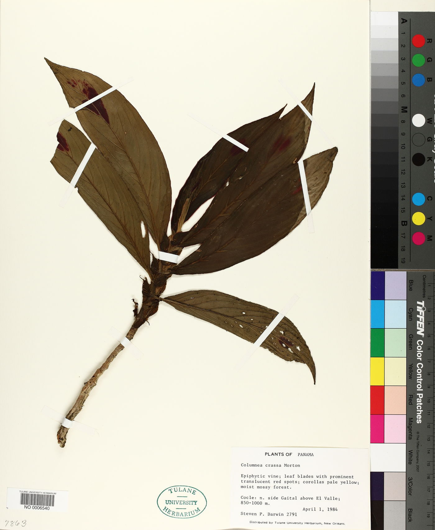 Columnea crassa image