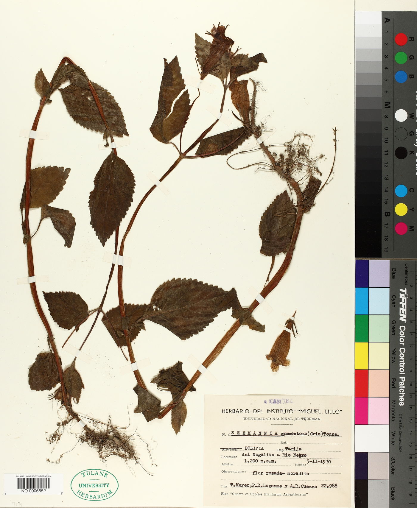 Seemannia gymnostoma image