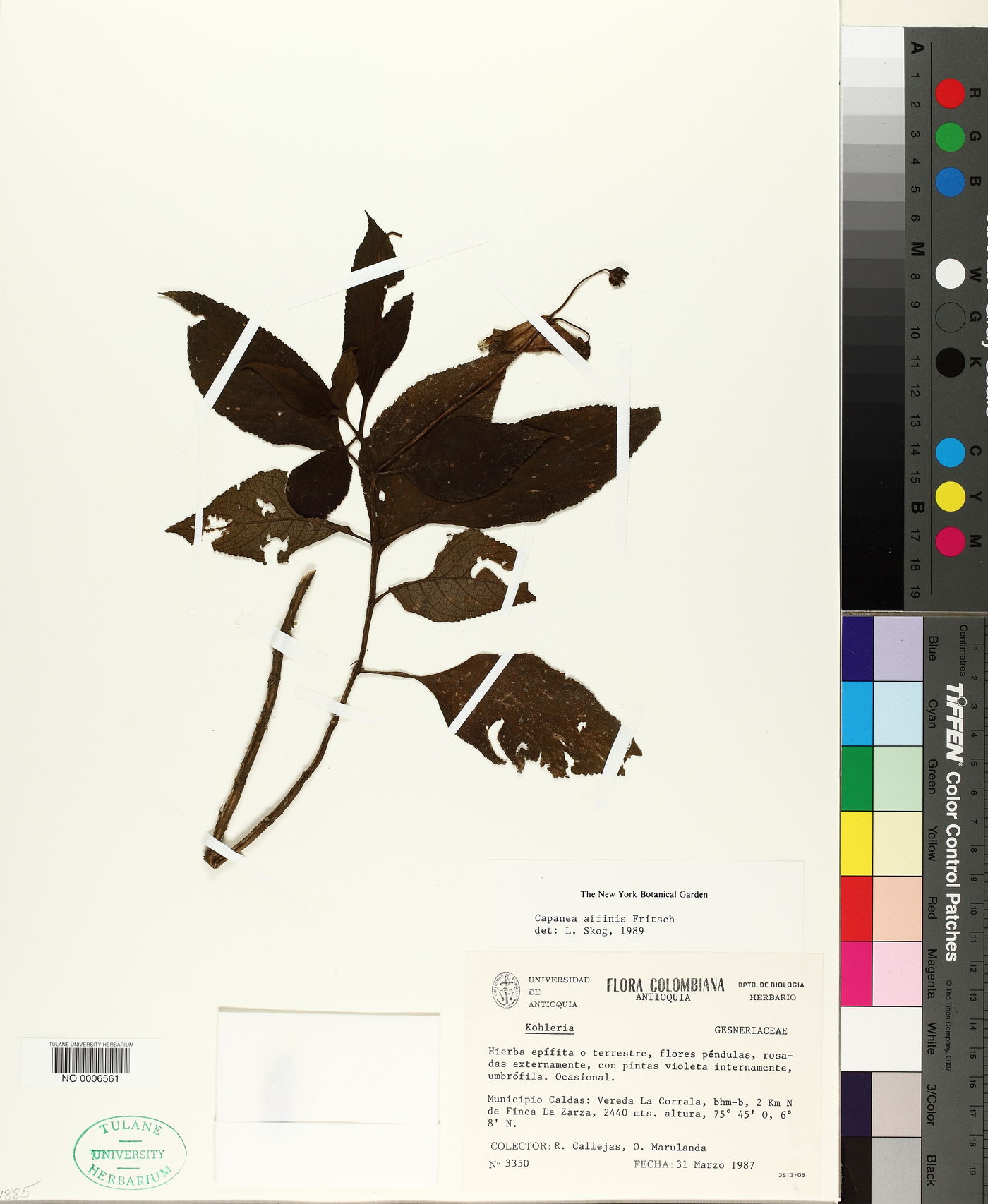 Kohleria affinis image