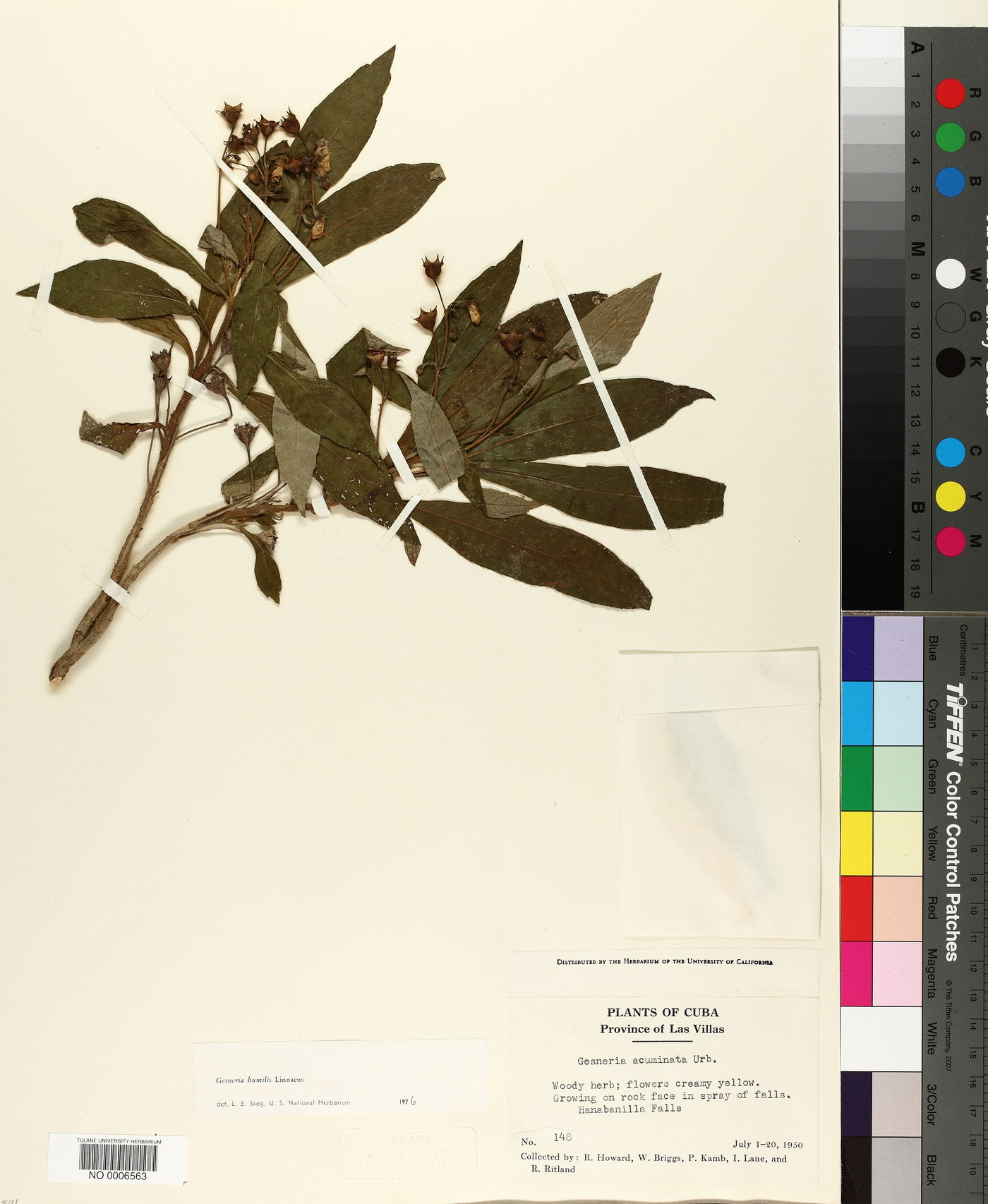 Gesneria humilis image
