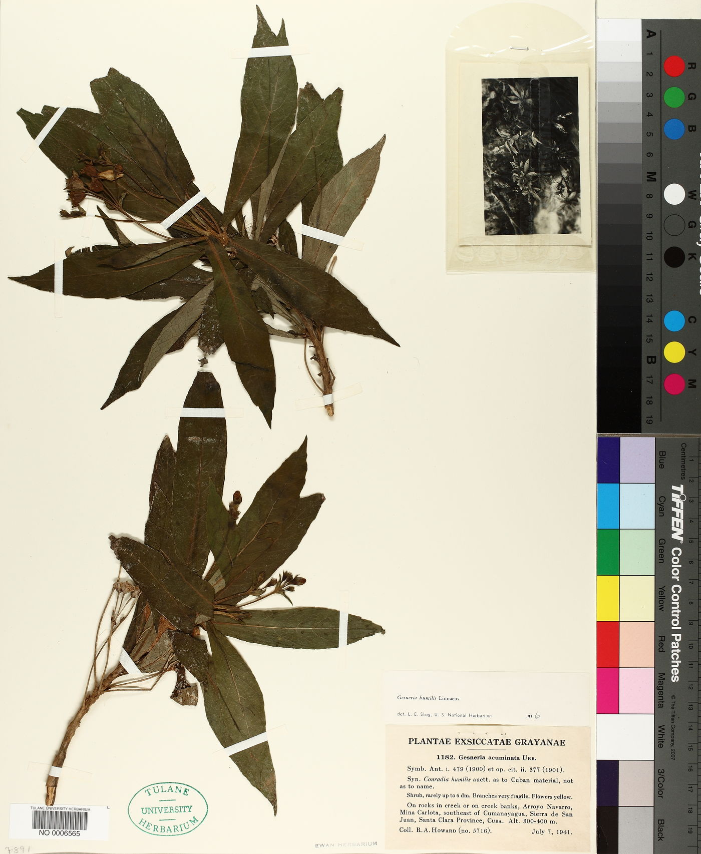 Gesneria humilis image