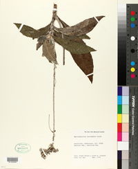 Image of Rhytidophyllum leucomallon