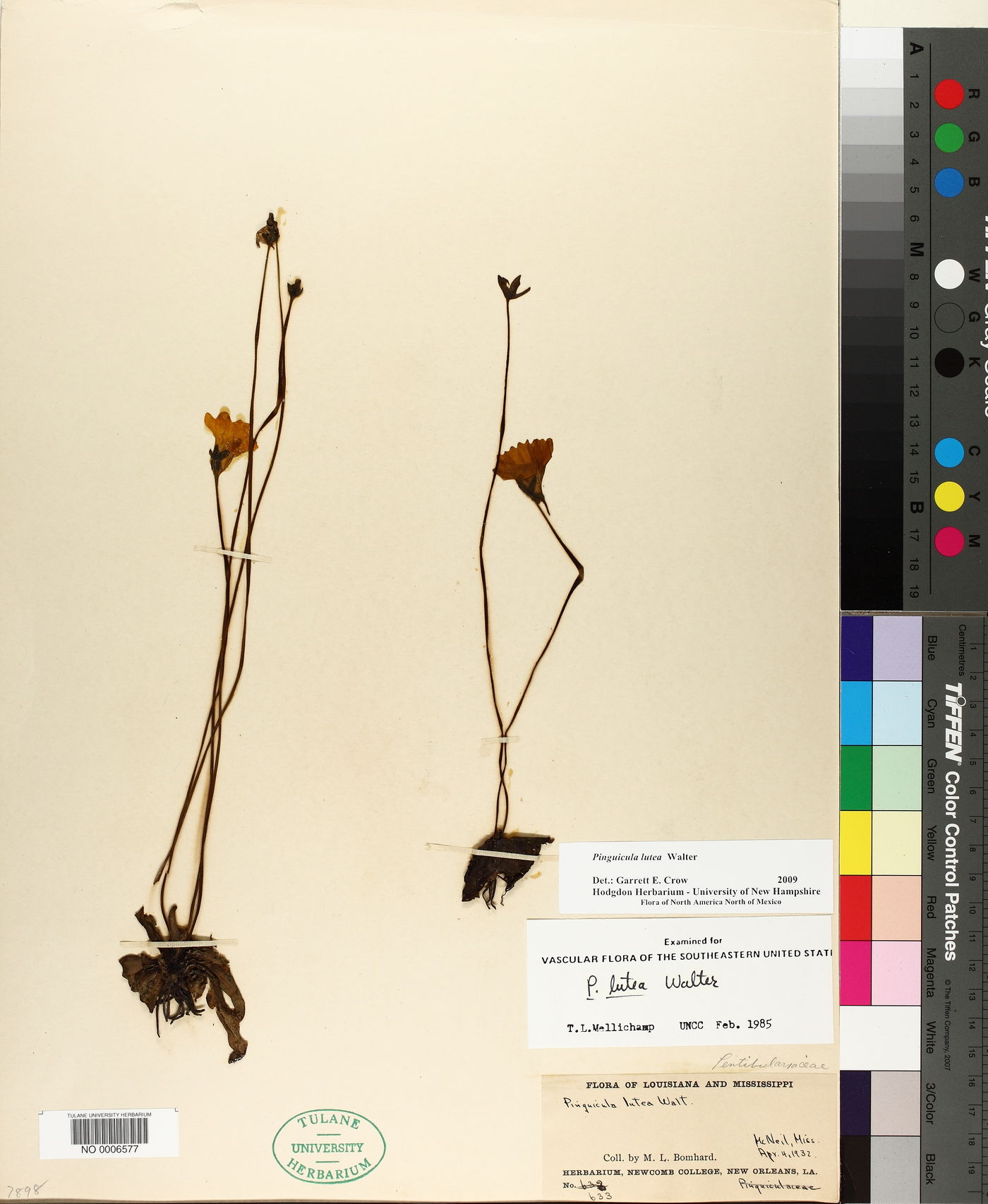 Pinguicula lutea image