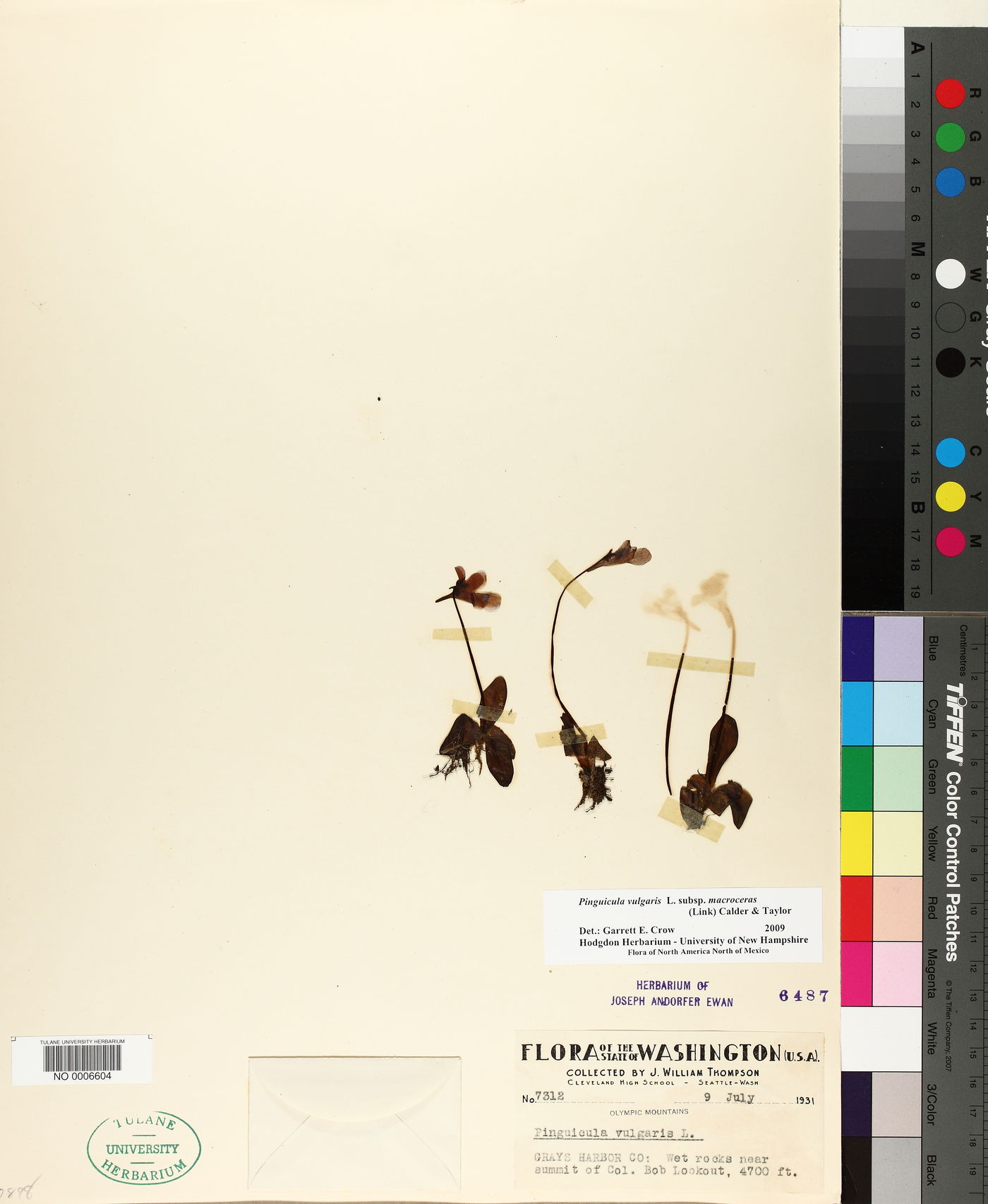 Pinguicula vulgaris subsp. macroceras image
