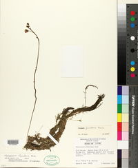 Utricularia floridana image