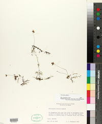 Utricularia gibba image