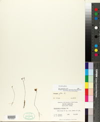 Utricularia gibba image