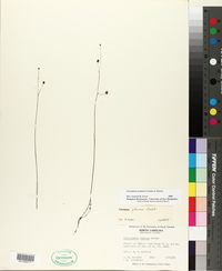 Utricularia striata image