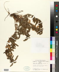Image of Nelsonia canescens