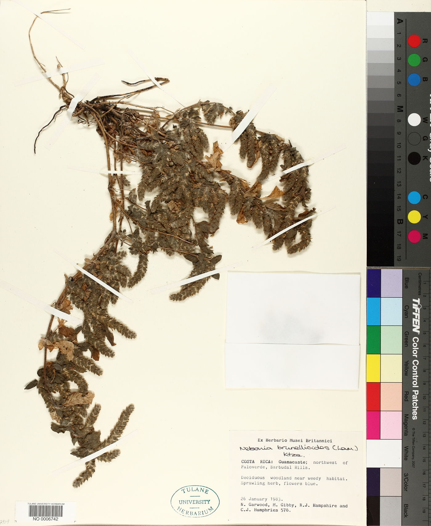 Nelsonia canescens image