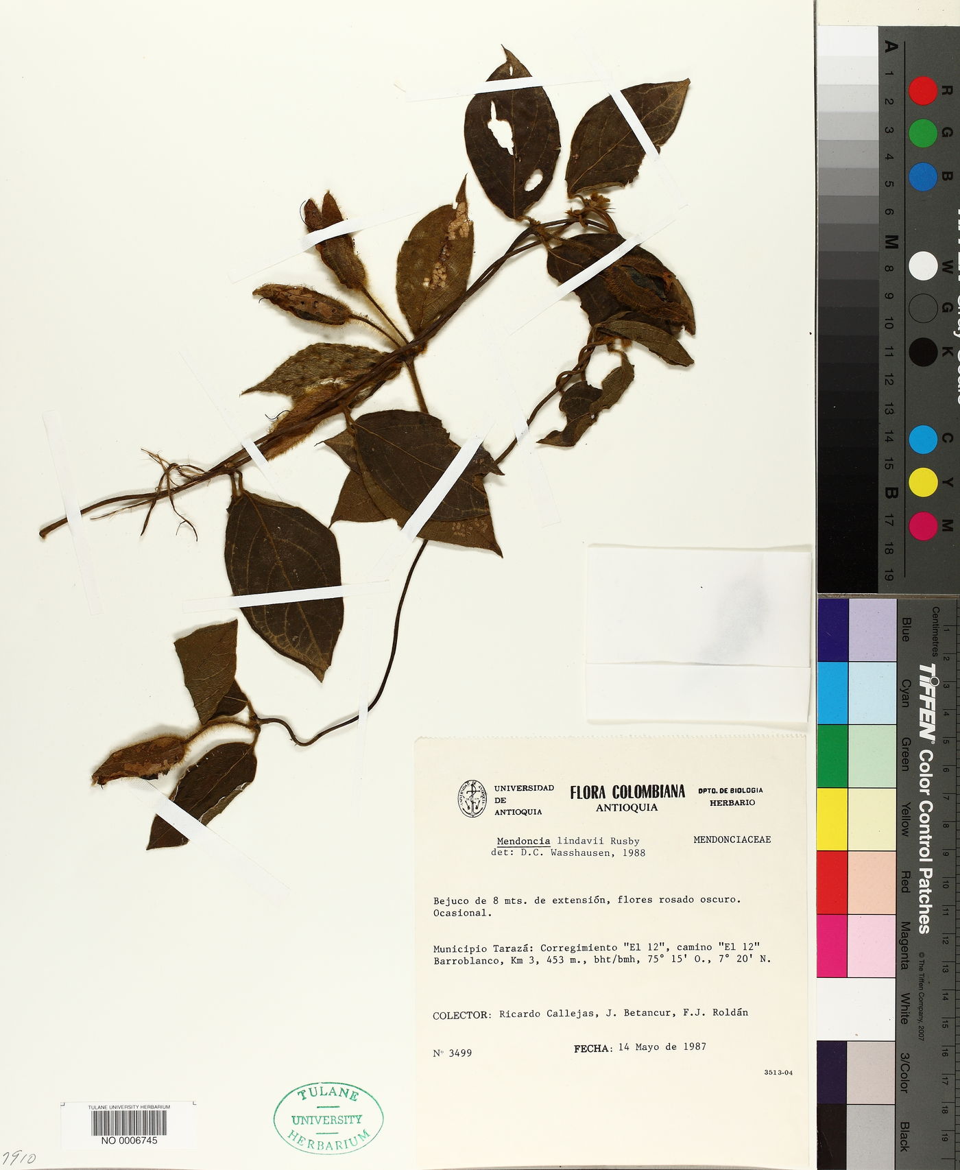 Mendoncia lindavii image
