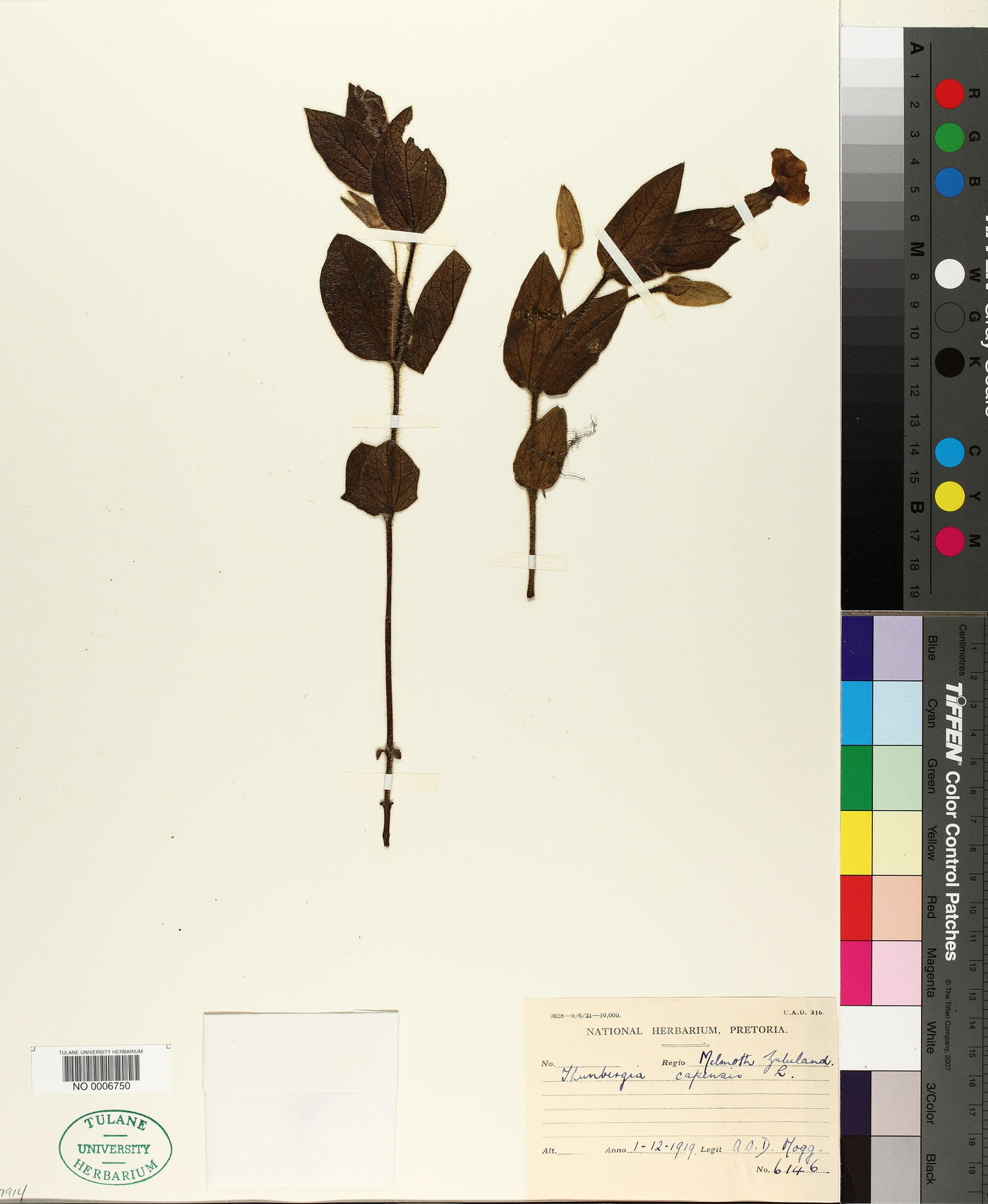 Thunbergia capensis image