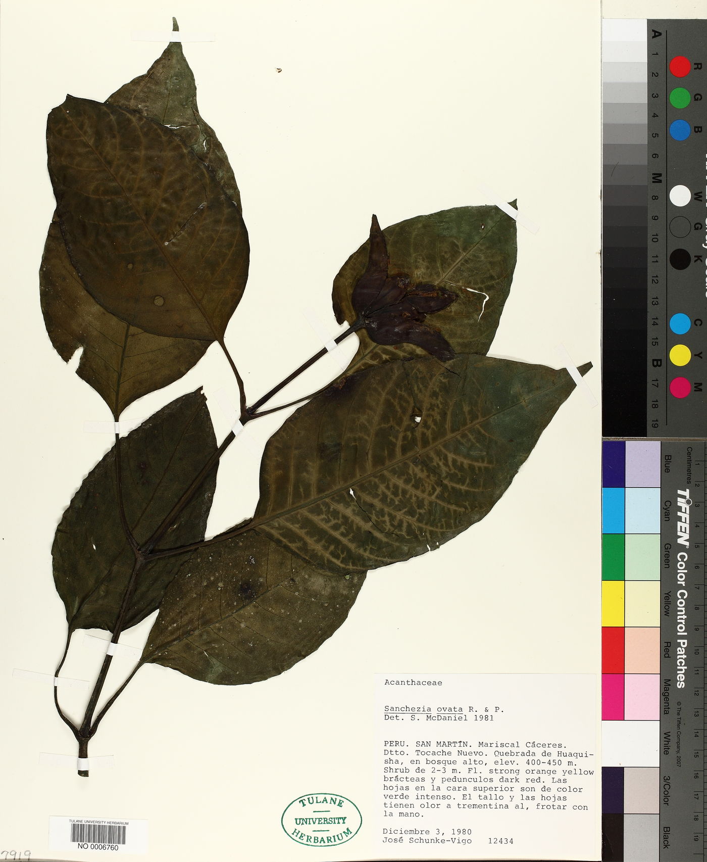 Sanchezia ovata image