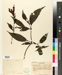 Image of Sanchezia longiflora