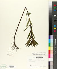 Hygrophila lacustris image