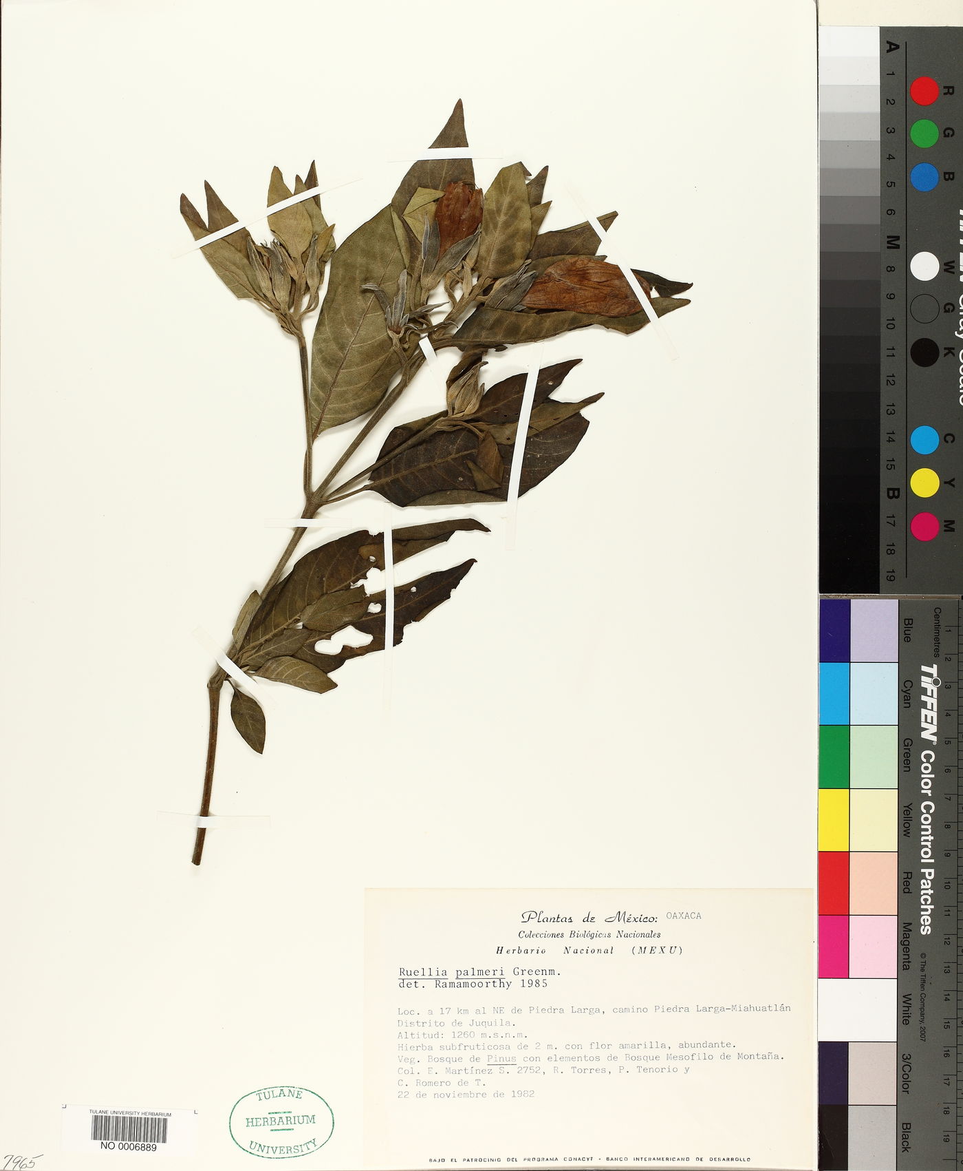 Ruellia palmeri image