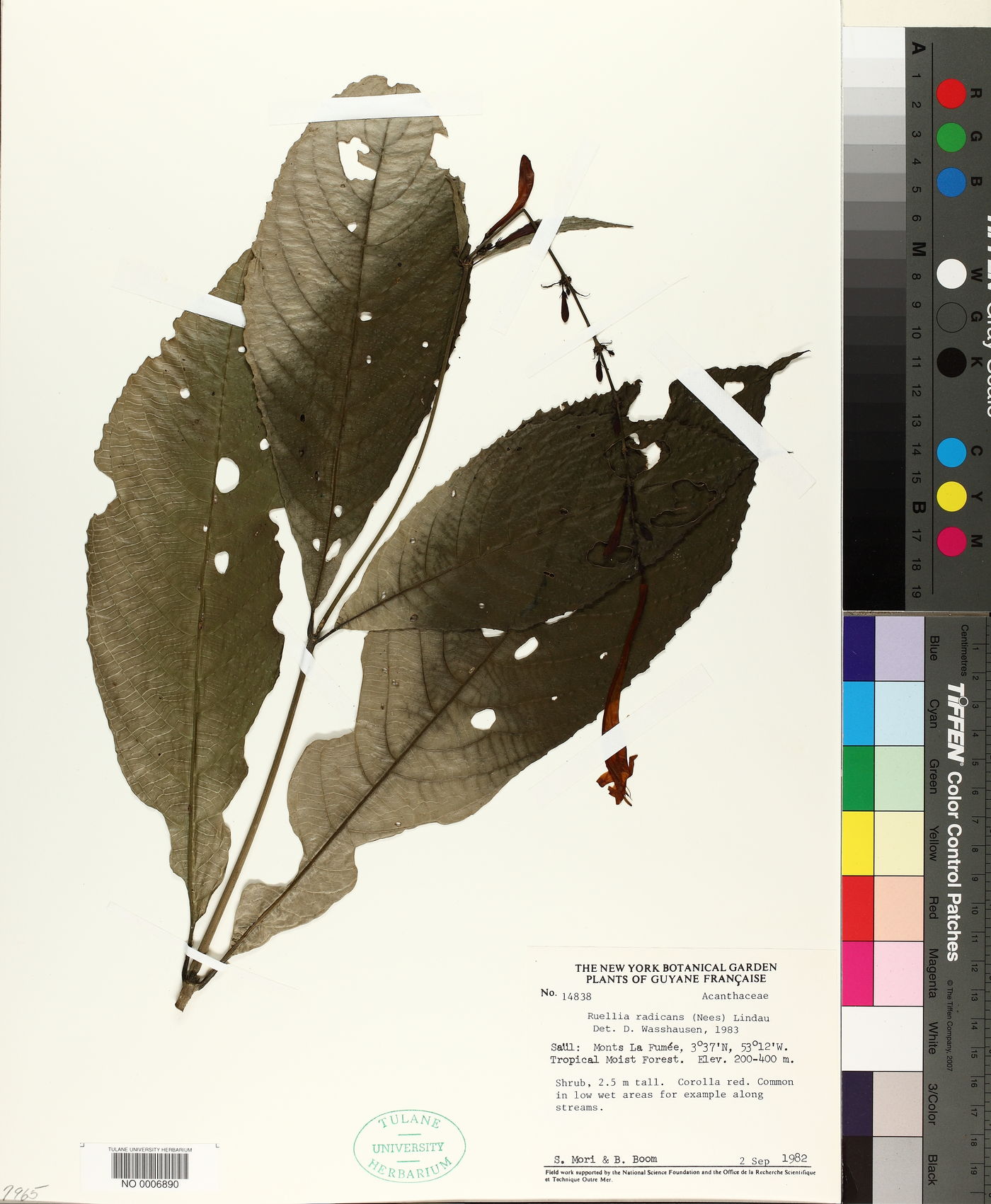 Ruellia radicans image