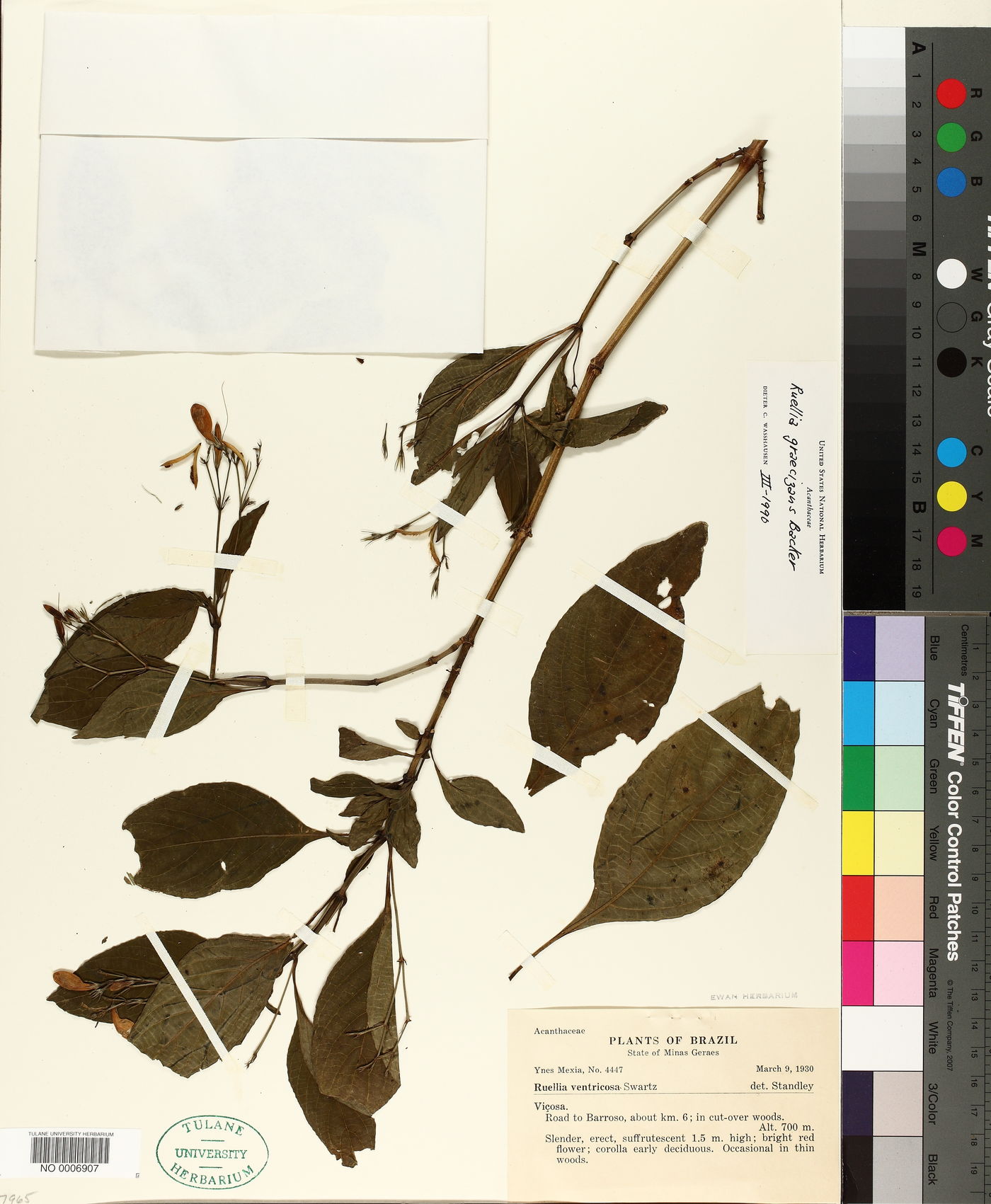 Ruellia graecizans image