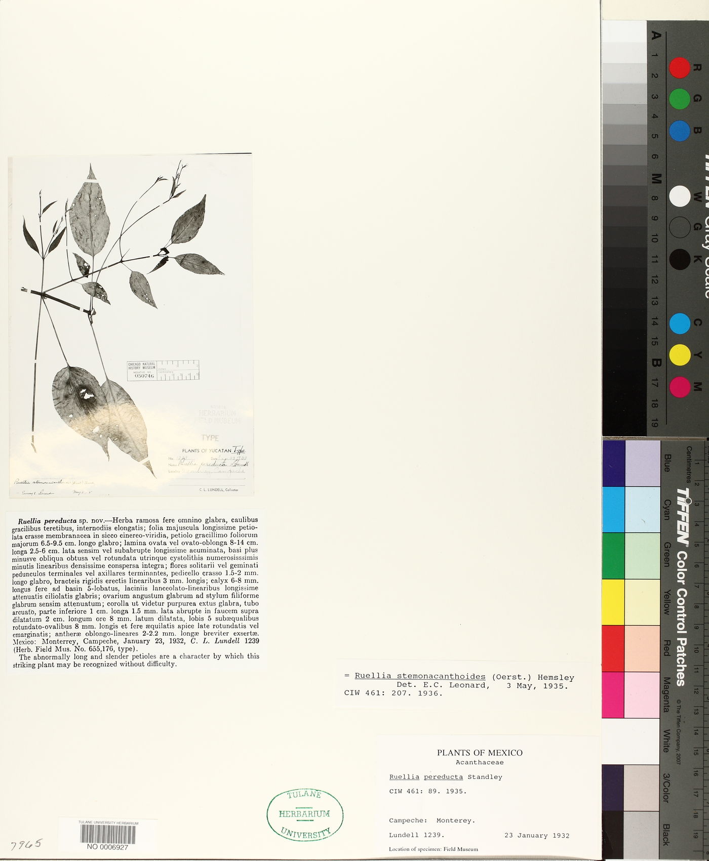 Ruellia pereducta image