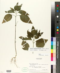 Ruellia stemonacanthoides image