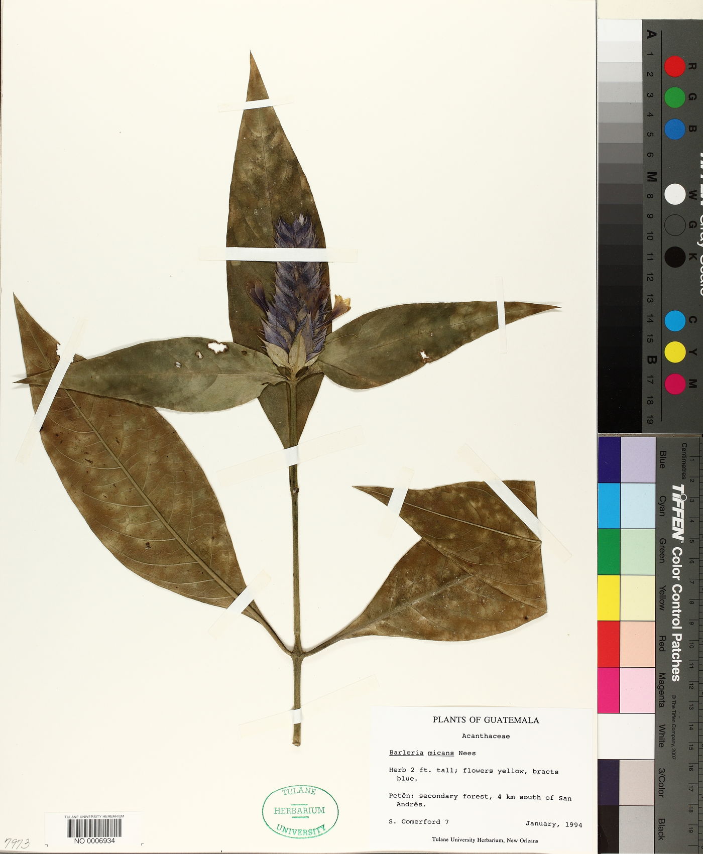 Barleria micans image