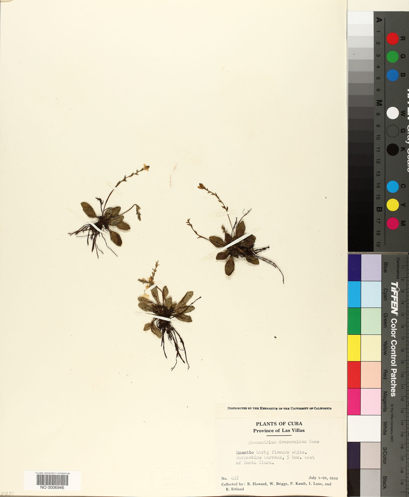 Stenandrium droseroides image