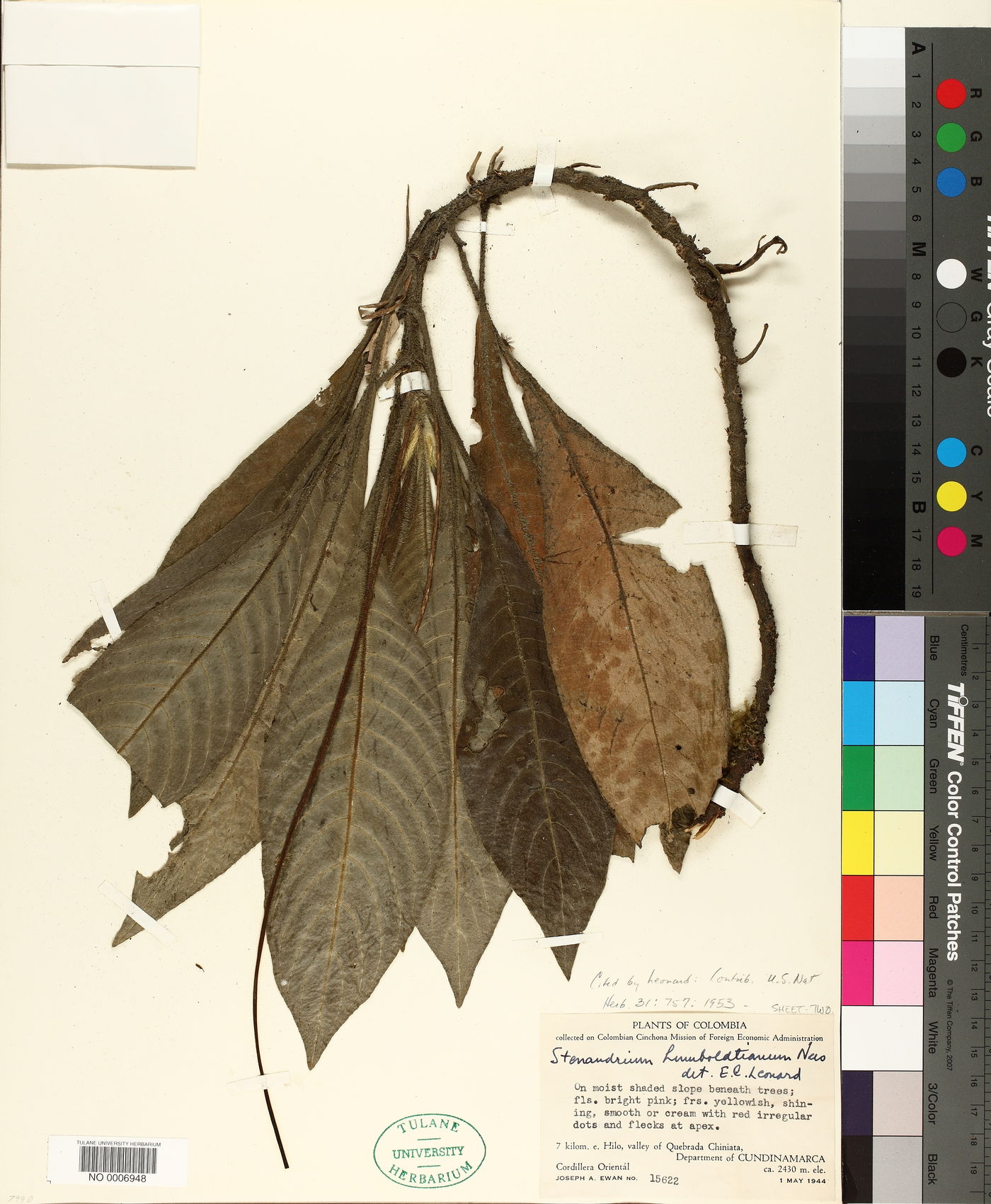 Stenandrium humboldtianum image
