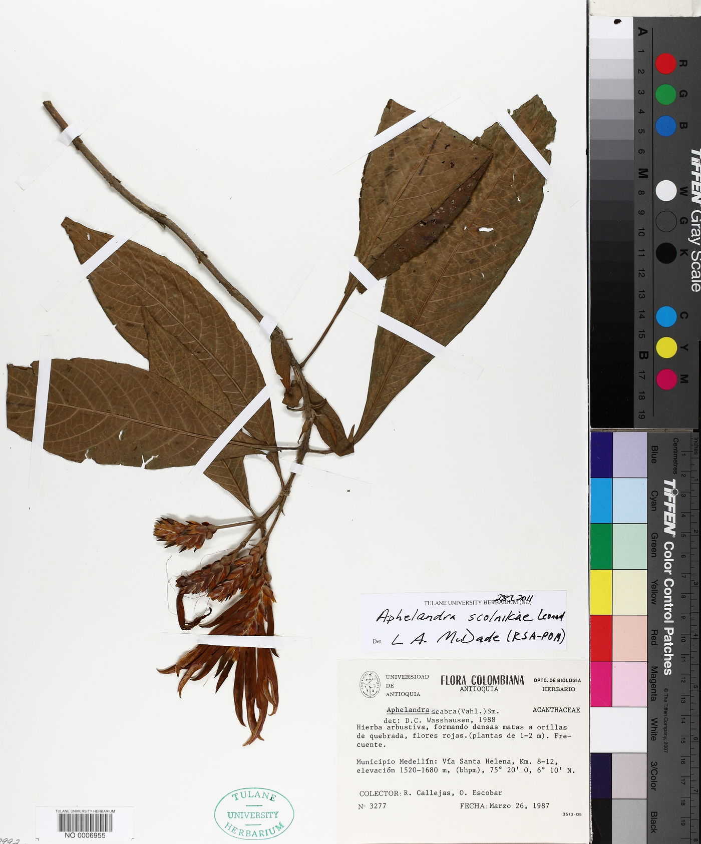Aphelandra scolnikiae image