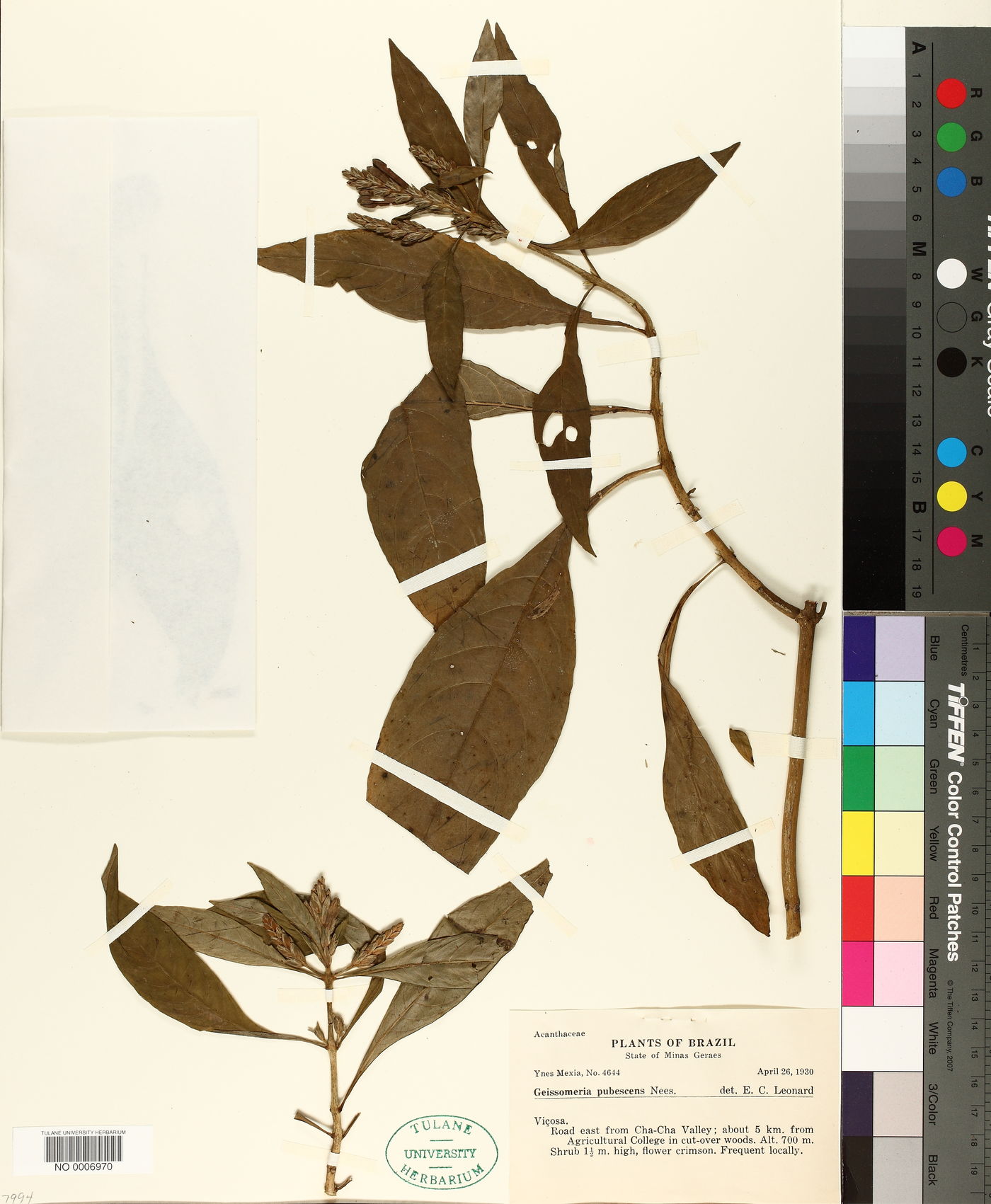 Geissomeria longiflora image