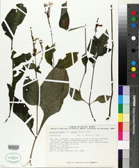 Image of Pseuderanthemum alatum
