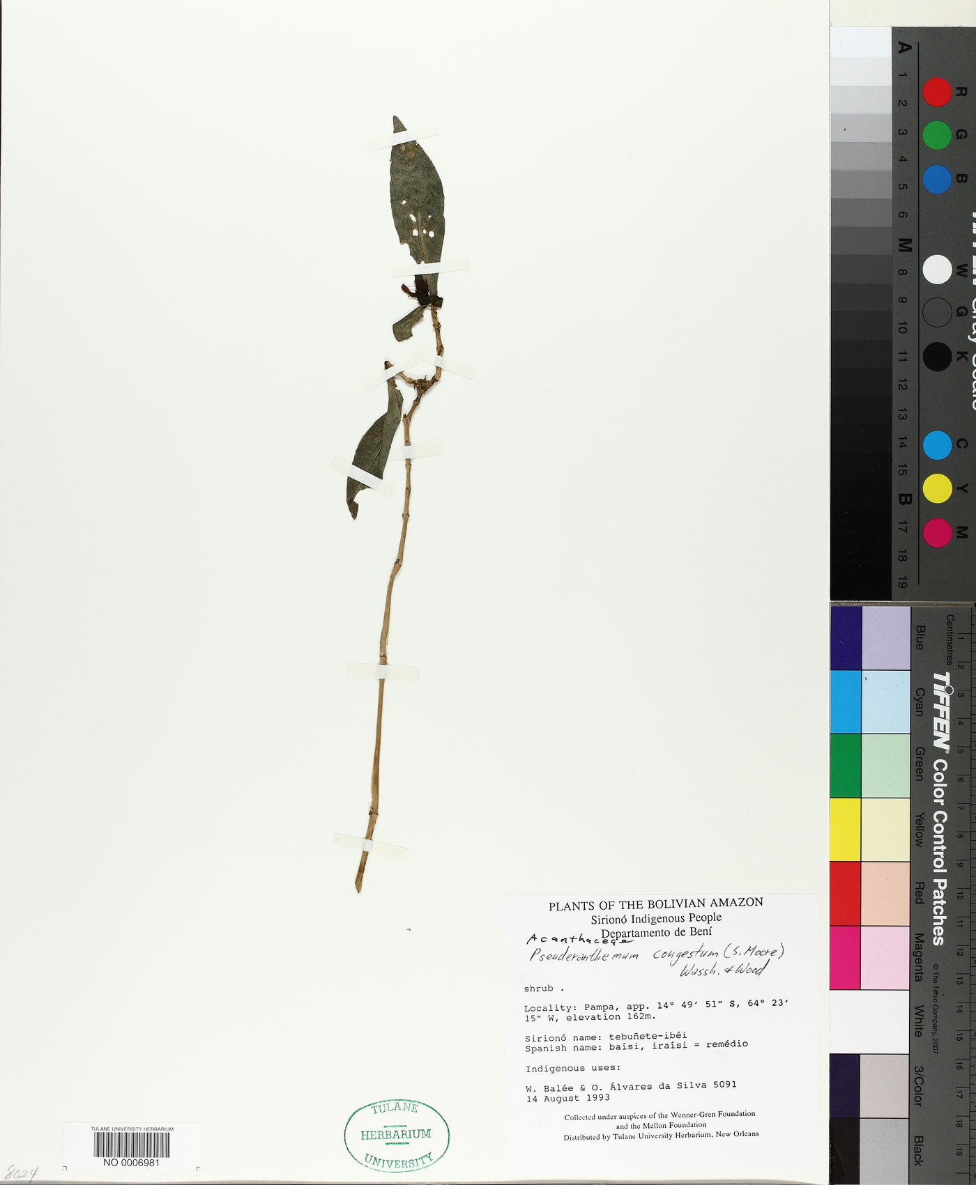 Pseuderanthemum congestum image