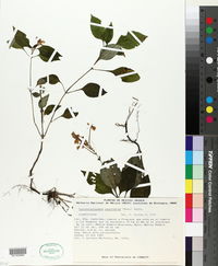Image of Pseuderanthemum cuspidatum